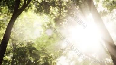 高<strong>树林</strong>,阳光和日出时的阴影